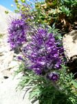 Cdn Rockies Adventure (Aug 2010) - Talus - 145
